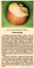 Obrazki na jabłkach - skan artykułu z Młodego Technika 6/1976