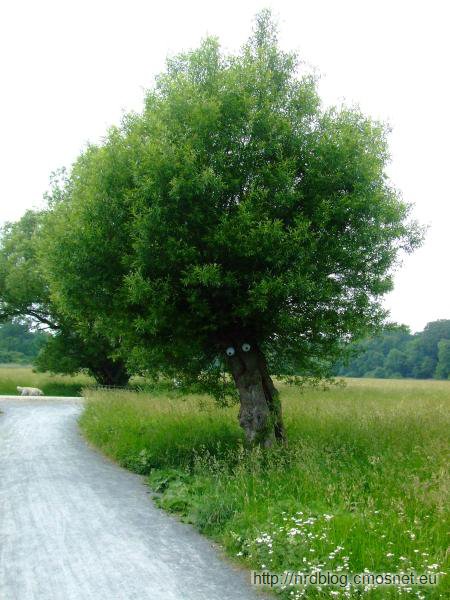 Struwwelpeter - drzewo w lesie miejskim, Frankfurt